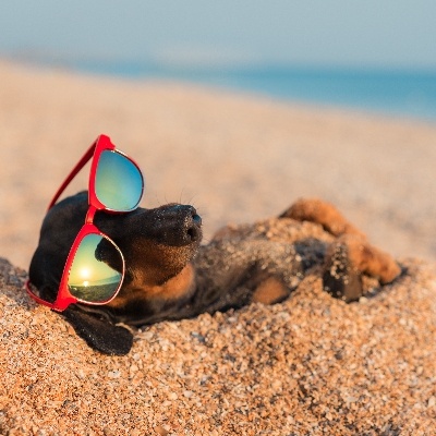 Taking your pet on holiday – 10 tips to make the trip easier