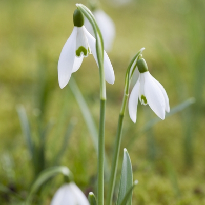 See the signs of spring in National Trust gardens
