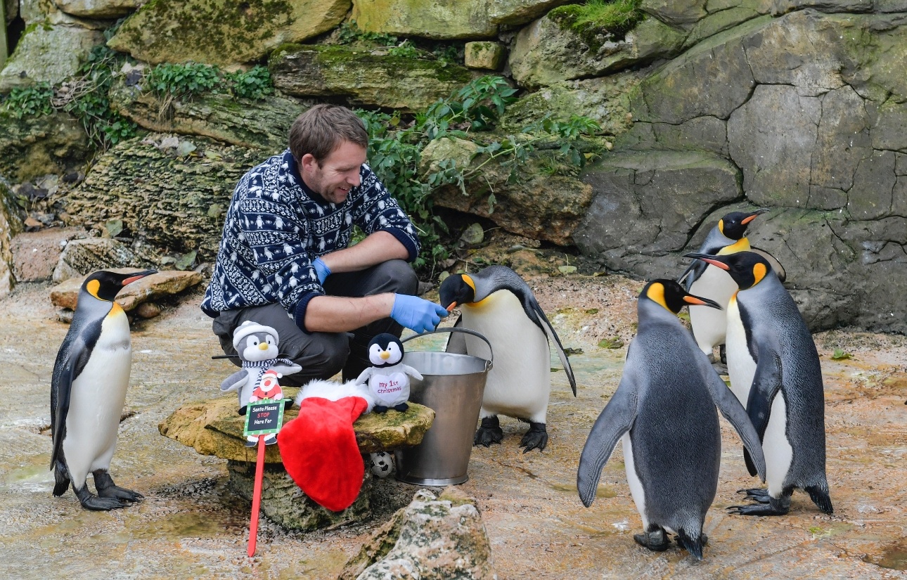 Penguins being fed at Cotswold wildlife attraction Birdland this Easter