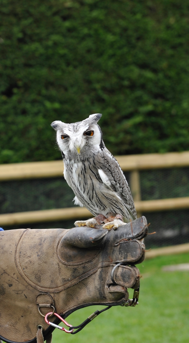 An owl at Birdland Park & Gardens