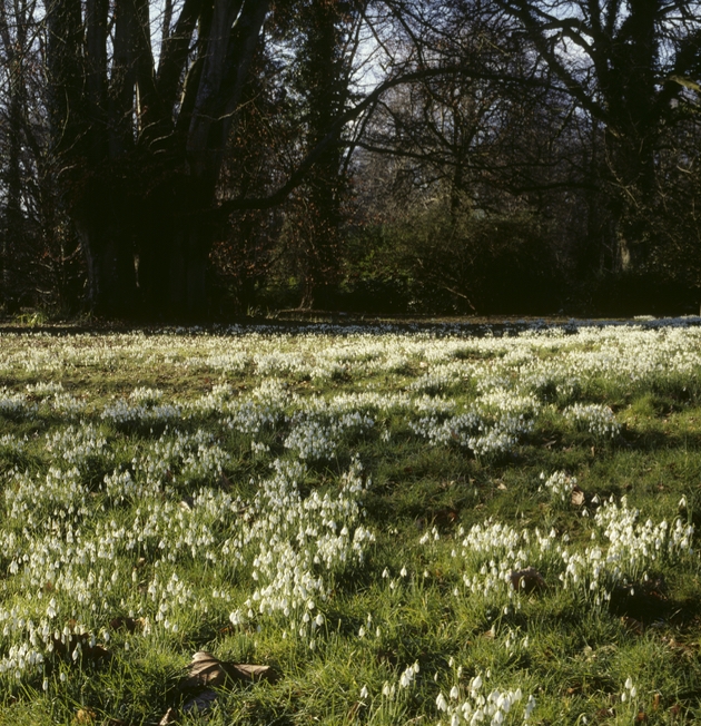 Snowdrops in National Trust gardens